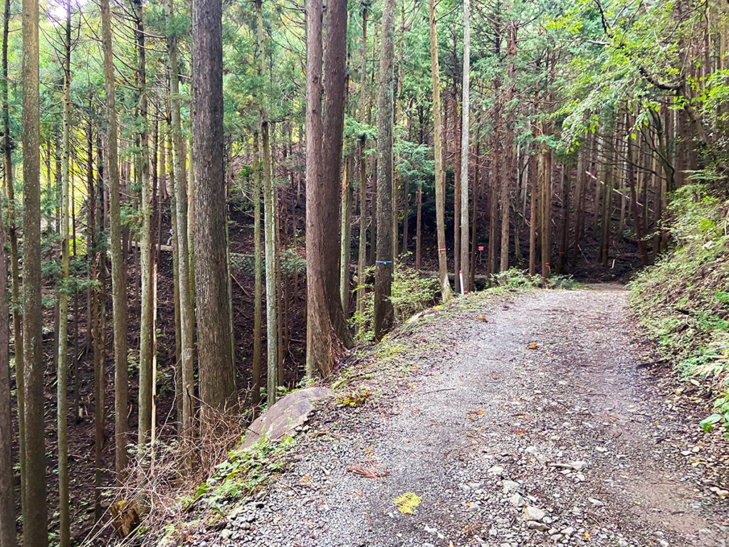 広くてなだらかな道