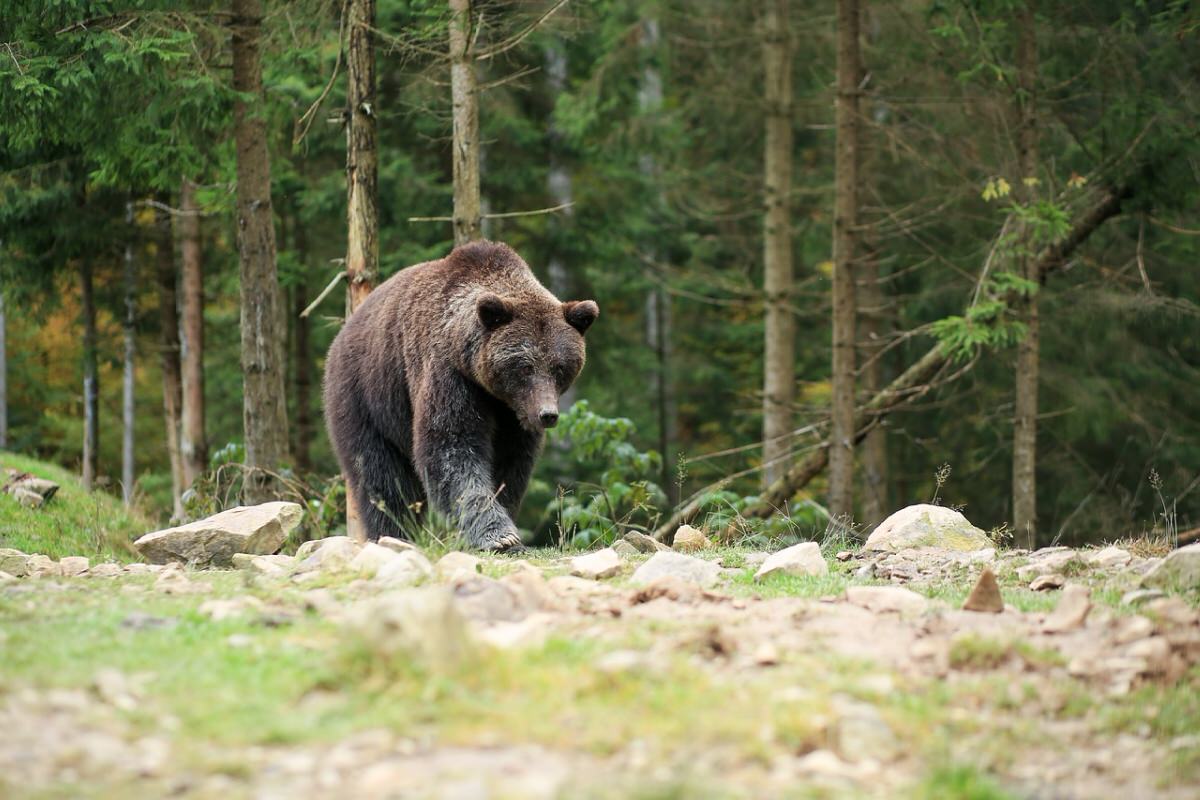 熊対策グッズまとめ】登山で一番の恐怖、熊に出会ってしまった！