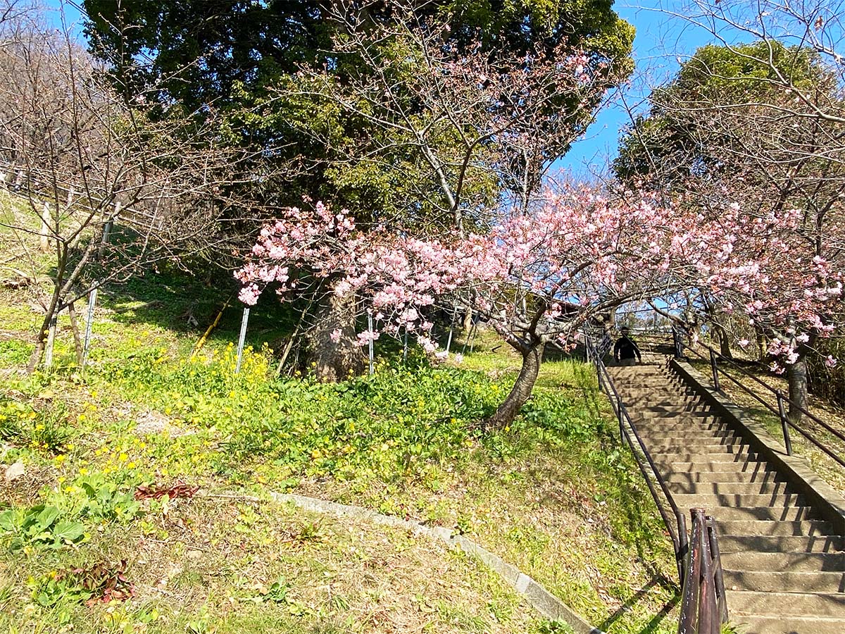 桜はまだ9割つぼみ